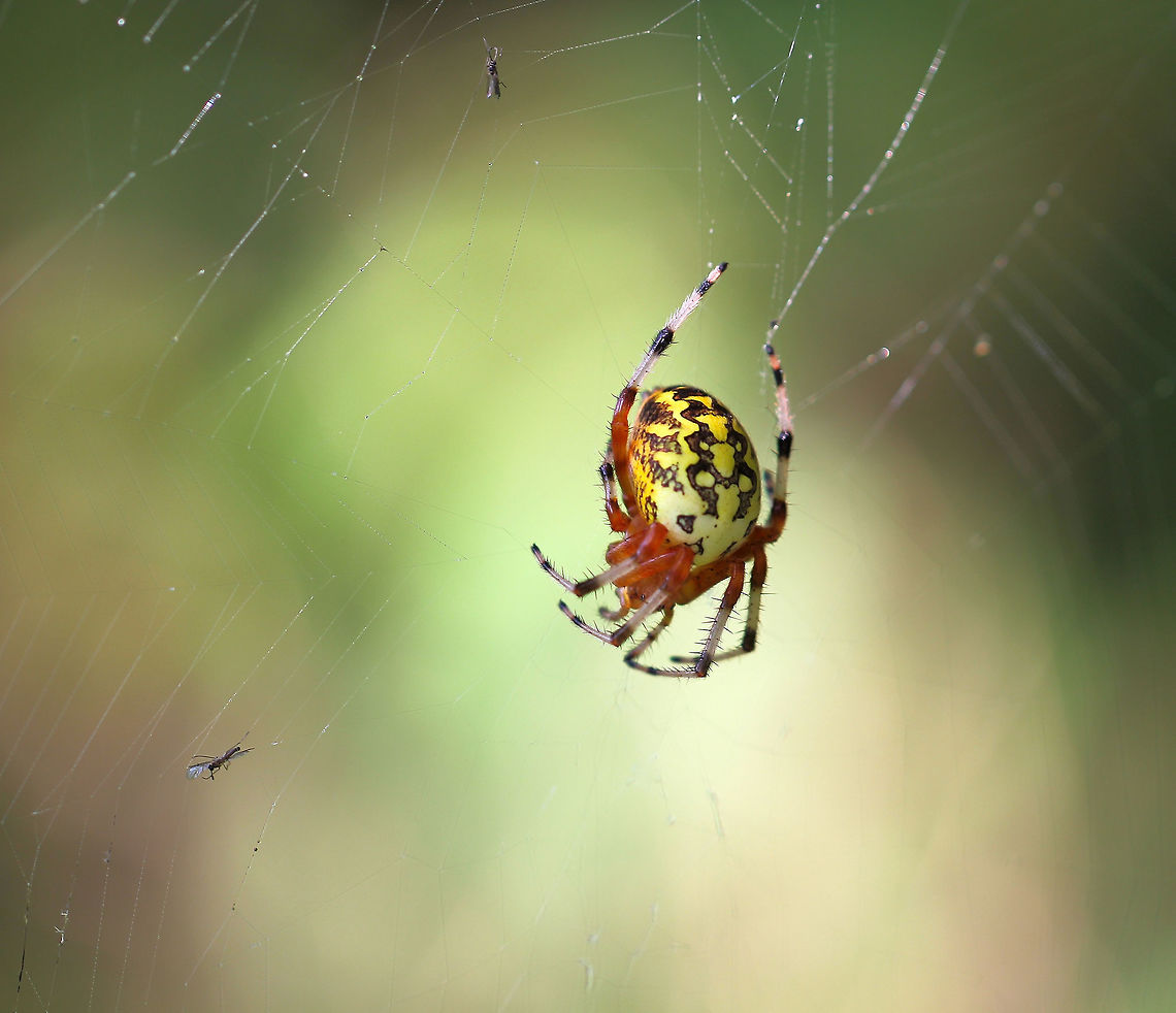 Marbled orbweaver mid-dash I've shared this species before, but they have such a unique visual, I thought another image would be nice for the records! <br />
It was a delight to learn of these North American spiders and come across them. Here, I captured an image just as this female was making a dash to the centre of her web and a potential next meal. Not the two flies pictured - they were not worth bothering with! <br />
<br />
15 mm body length Araneae,Araneidae,Araneus marmoreus,Geotagged,Macro,Marbled Orb Weaver,Marbled orb-weaver,Summer,United States,arachnid,arthropod,invertebrate,pennsylvania