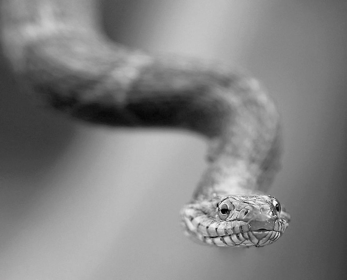 Slip, slide & glide....Nerodia sipedon The Youghiogheny River and shoreline provides a perfect hunting habitat for an aquatic predator such as the Northern Water snake. <br />
<br />
80 cm length  Colubridae,Fall,Geotagged,Nerodia sipedon,Northern Water Snake,Squamata,United States,Vertebrate,fauna,pennsylvania,reptile