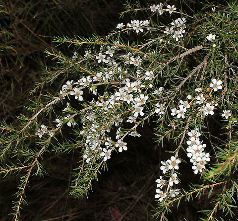 Leptospermum A native shrub. Plants within family Myrtaceae...86 recognized species, about 83 species occur in Australia and all but two are endemic.  Australia,Flora,Geotagged,Leptospermum juniperinum,Myrtaceae,Myrtales,Prickly tea-tree,Tea tree,botany,new south wales,plant,white flowers,winter