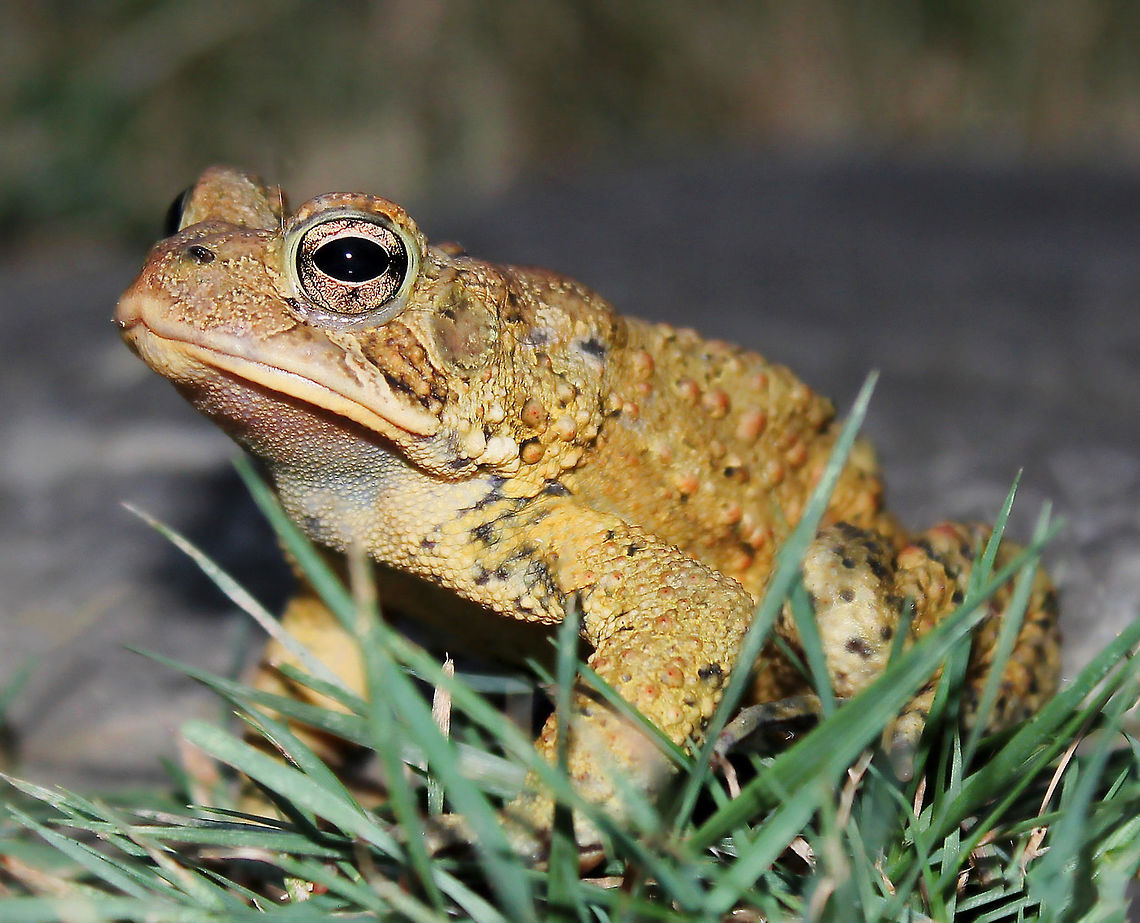 Anaxyrus americanus This rather unimpressed looking character was 7 cm body length.  American Toad,American toad,Anaxyrus americanus,Anura,Bufonidae,Geotagged,Summer,United States,Vertebrate,amphibian,fauna,pennsylvania