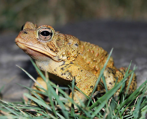 Anaxyrus americanus This rather unimpressed looking character was 7 cm body length.  American Toad,American toad,Anaxyrus americanus,Anura,Bufonidae,Geotagged,Summer,United States,Vertebrate,amphibian,fauna,pennsylvania