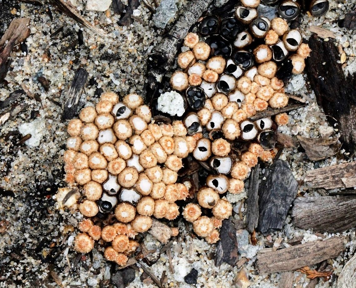 Bird's Nest fungi This grouping of fruiting bodies seen in my garden, growing on decaying wood, in soil enriched with wood chips and bark mulch. <br />
Various stages of formation are seen here. Fruiting bodies varying from 5 to 15 mm in diameter.  Agaricales,Australia,Basidiomycota,Fall,Fungi,Geotagged,Macro,Nidulariaceae,autumn,bird's nest fungi,new south wales
