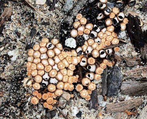 Bird's Nest fungi This grouping of fruiting bodies seen in my garden, growing on decaying wood, in soil enriched with wood chips and bark mulch. 
Various stages of formation are seen here. Fruiting bodies varying from 5 to 15 mm in diameter.  Agaricales,Australia,Basidiomycota,Fall,Fungi,Geotagged,Macro,Nidulariaceae,autumn,bird's nest fungi,new south wales