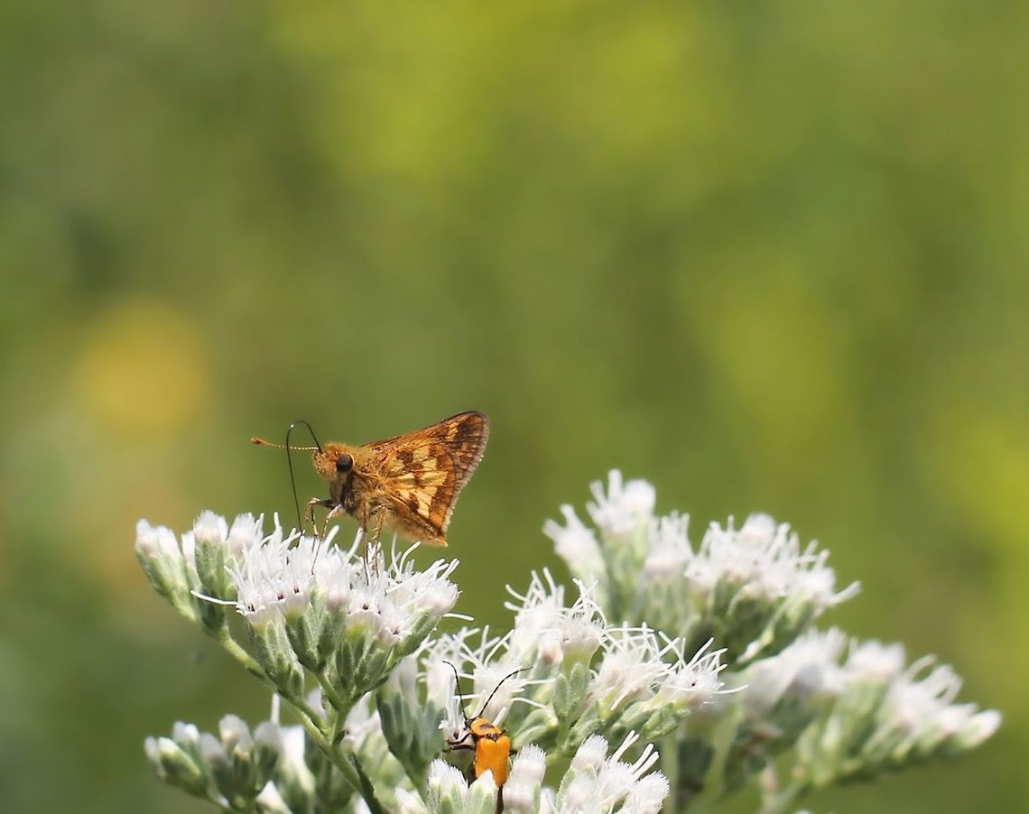 Peck's Skipper Seen in an open meadow situation. I believe this is White Snakeroot (Ageratina altissima) it is feeding on.<br />
Wingspan 25 mm.  Butterfly,Geotagged,Hesperiidae,Lepidoptera,Macro,Peck's Skipper,Pecks Skipper,Polites peckius,Summer,United States,arthropod,insect,invertebrate,pennsylvania