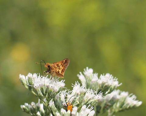 Peck's Skipper Seen in an open meadow situation. I believe this is White Snakeroot (Ageratina altissima) it is feeding on.
Wingspan 25 mm.  Butterfly,Geotagged,Hesperiidae,Lepidoptera,Macro,Peck's Skipper,Pecks Skipper,Polites peckius,Summer,United States,arthropod,insect,invertebrate,pennsylvania