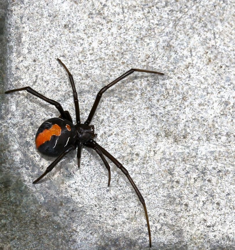 Redback female The Redback females were at several locations here at home and they placed themselves well last summer; they had a great season with lots of egg sacs seen.<br />
<br />
Body length 10 mm Araneae,Australia,Geotagged,Latrodectus hasseltii,Macro,Redback spider,Summer,Theridiidae,arachnid,arthropod,invertebrate,new south wales