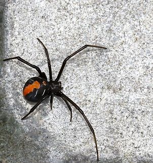 Redback female The Redback females were at several locations here at home and they placed themselves well last summer; they had a great season with lots of egg sacs seen.

Body length 10 mm Araneae,Australia,Geotagged,Latrodectus hasseltii,Macro,Redback spider,Summer,Theridiidae,arachnid,arthropod,invertebrate,new south wales