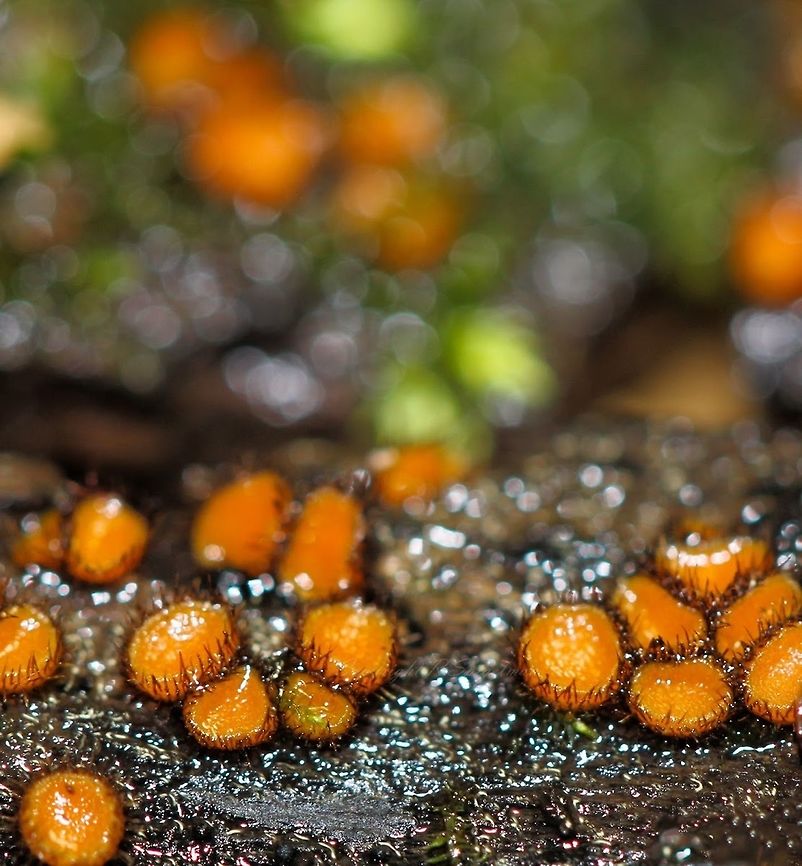 Scutellinia sp. Fruiting bodies of this fungus are tiny, red/orange cups with distinct long hairs around the edge that resemble eyelashes. Each cup can be anywhere from 2 - 10 mm in diameter.<br />
<br />
Found on rotting wood in a damp location.  Eyelash cup,Fall,Fungi,Geotagged,Macro,Pezizales,Pyronemataceae,Scutellinia,United States,autumn,eyelash fungi,pennsylvania,scarlet elf cup