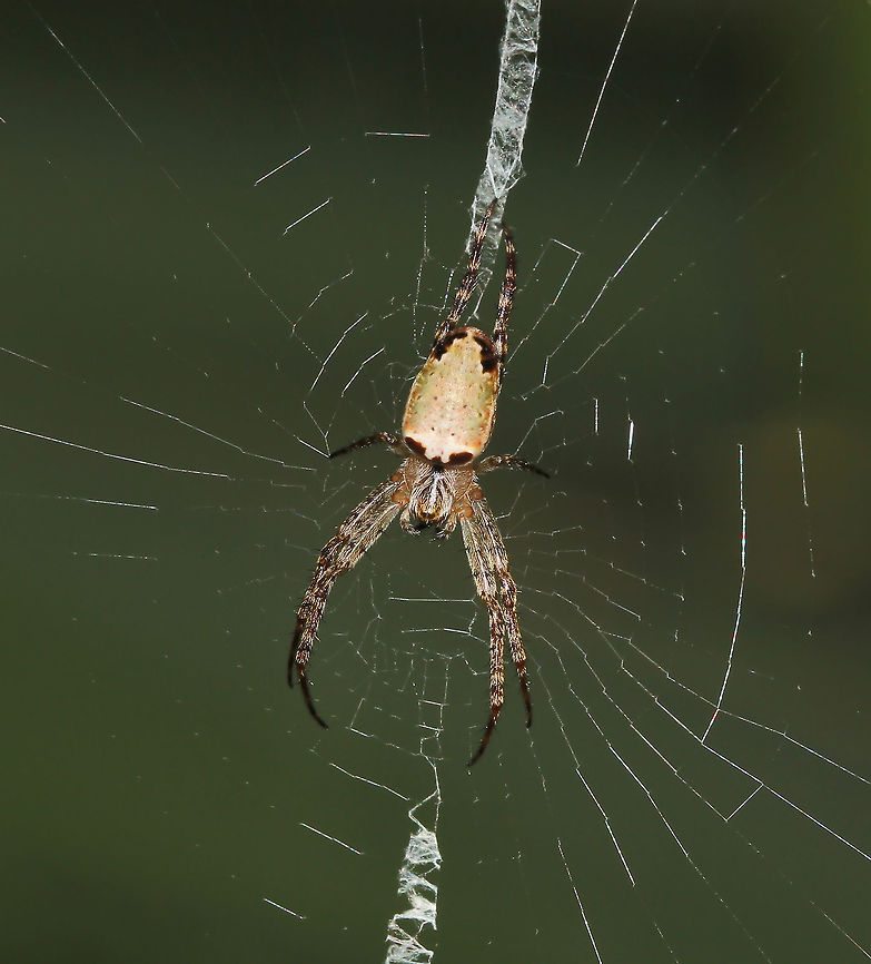 Early spring Plebs ebernus The colour patterns on the abdomen of this orb weaver species are variable but the black &#039;shoulders&#039; at the front of the abdomen are always present.<br />
<br />
6 mm body length Araneae,Araneidae,Australia,Geotagged,Macro,Plebs ebernus,Plebs eburnus,Spider,arachnid,arthropod,invertebrate,new south wales,orb weaver,winter