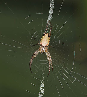 Early spring Plebs ebernus The colour patterns on the abdomen of this orb weaver species are variable but the black 'shoulders' at the front of the abdomen are always present.

6 mm body length Araneae,Araneidae,Australia,Geotagged,Macro,Plebs ebernus,Plebs eburnus,Spider,arachnid,arthropod,invertebrate,new south wales,orb weaver,winter