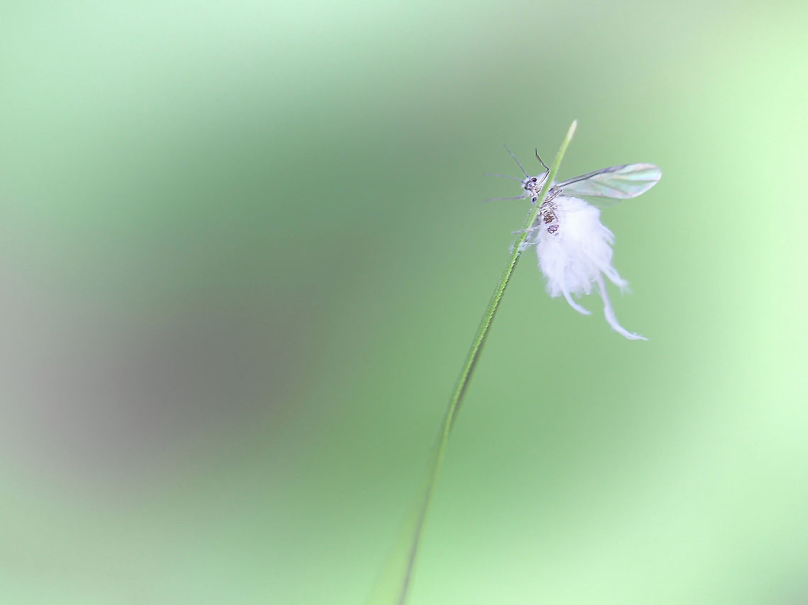 Woolly Aphid I saw these tiny insects floating around, like little wisps of cotton wool in the breeze. I had assumed perhaps seed heads, until my macro lens afforded me a better view. This little character took me on quite a chase through the foliage, as I tried to get a shot.  Not the sharpest, but if I ever was to believe in fairies, back then would have been the time! <br />
<br />
4mm in length.  Aphididae,Eriosomatinae,Geotagged,Hemiptera,Macro,Summer,United States,Woolly Aphid,arthropod,insect,invertebrate,pennsylvania