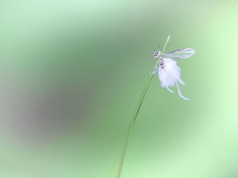 Woolly Aphid I saw these tiny insects floating around, like little wisps of cotton wool in the breeze. I had assumed perhaps seed heads, until my macro lens afforded me a better view. This little character took me on quite a chase through the foliage, as I tried to get a shot.  Not the sharpest, but if I ever was to believe in fairies, back then would have been the time! 

4mm in length.  Aphididae,Eriosomatinae,Geotagged,Hemiptera,Macro,Summer,United States,Woolly Aphid,arthropod,insect,invertebrate,pennsylvania