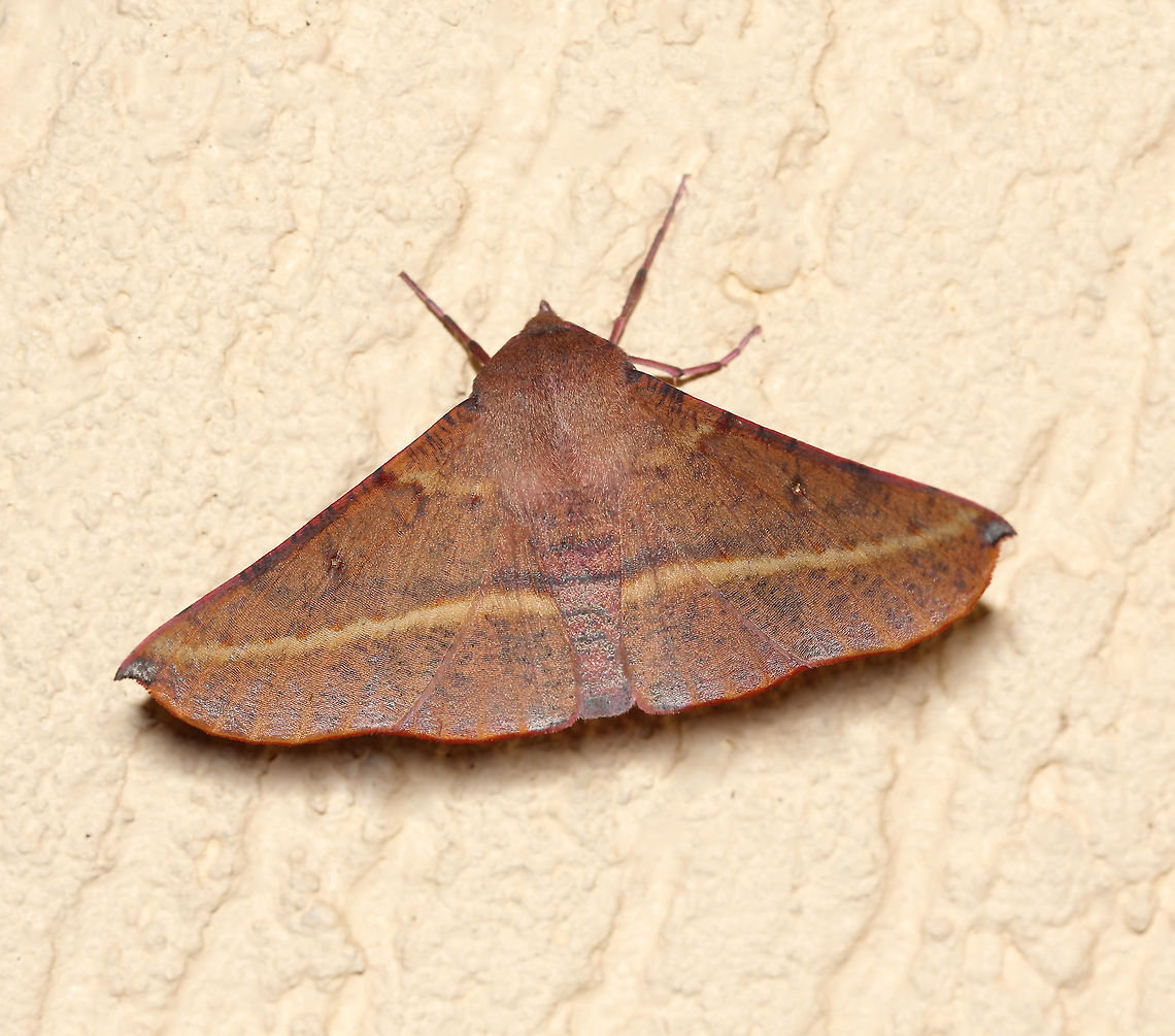Oenochroma vinaria dorsal The pink-bellied moth/Grevillea moth/Hakea moth in family Geometridae resembles a dry gum leaf. <br />
<br />
Larvae feed on Grevillea, Hakea and Banksia.<br />
<br />
<figure class="photo"><a href="https://www.jungledragon.com/image/77319/oenochroma_vinaria_moth_larva.html" title="Oenochroma vinaria moth larva"><img src="https://s3.amazonaws.com/media.jungledragon.com/images/3314/77319_thumb.jpg?AWSAccessKeyId=05GMT0V3GWVNE7GGM1R2&Expires=1759968010&Signature=lpVUwVMOEE1wFyCURwhELtKBV1Q%3D" width="152" height="152" alt="Oenochroma vinaria moth larva Currently making a meal of my Grevillea &#039;Lana Maree&#039;. <br />
Shown here is the defensive posture. When disturbed, the caterpillar curls the head under the body exposing the horns and markings on the thorax. <br />
These moth larvae will be feeding on various members of the plant family Proteacae including Grevillea, Hakea and Banksia.<br />
<br />
30 mm length<br />
<br />
https://www.jungledragon.com/image/83407/oenochroma_vinaria.html<br />
<br />
https://www.jungledragon.com/image/85554/pink-bellied_moth.html Australia,Caterpillar,Fall,Geotagged,Grevillea Looper,Grevillea moth,Hakea Wine moth,Hakea moth,Lepidoptera,Macro,Oenochroma vinaria,Oenochrominae,Pink-bellied moth,autumn,geometridae,insect,invertebrate,moth larva,new south wales" /></a></figure><br />
<br />
50 mm wingspan. <br />
<br />
<figure class="photo"><a href="https://www.jungledragon.com/image/85554/oenochroma_vinaria_lateral.html" title="Oenochroma vinaria lateral"><img src="https://s3.amazonaws.com/media.jungledragon.com/images/3314/85554_thumb.jpg?AWSAccessKeyId=05GMT0V3GWVNE7GGM1R2&Expires=1759968010&Signature=DmlD1w5SjD3imQFIqwhq%2FPhOLY4%3D" width="132" height="152" alt="Oenochroma vinaria lateral The Pink-bellied moth in family Geometridae resembles a dry gum leaf. Also known commonly as Grevillea moth and Hakea moth. <br />
<br />
Larvae feed on Grevillea, Hakea and Banksia.<br />
<br />
50 mm wingspan. <br />
<br />
https://www.jungledragon.com/image/83407/oenochroma_vinaria.html<br />
<br />
https://www.jungledragon.com/image/77319/grevillea_looper_larva.html Australia,Geotagged,Lepidoptera,Macro,Moth,Oenochroma vinaria,Pink-bellied moth,Wint,arthropod,geometridae,insect,invertebrate,new south wales" /></a></figure> Australia,Geotagged,Grevillea Looper,Grevillea moth,Hakea moth,Lepidoptera,Macro,Moth,Oenochroma vinaria,Oenochrominae,Pink-bellied moth,Winter,arthropod,geometridae,insect,invertebrate,new south wales