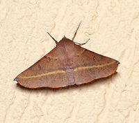 Oenochroma vinaria dorsal The pink-bellied moth/Grevillea moth/Hakea moth in family Geometridae resembles a dry gum leaf. <br />
<br />
Larvae feed on Grevillea, Hakea and Banksia.<br />
<br />
https://www.jungledragon.com/image/77319/grevillea_looper_larva.html<br />
<br />
50 mm wingspan. <br />
<br />
https://www.jungledragon.com/image/85554/pink-bellied_moth.html Australia,Geotagged,Grevillea Looper,Grevillea moth,Hakea moth,Lepidoptera,Macro,Moth,Oenochroma vinaria,Oenochrominae,Pink-bellied moth,Winter,arthropod,geometridae,insect,invertebrate,new south wales