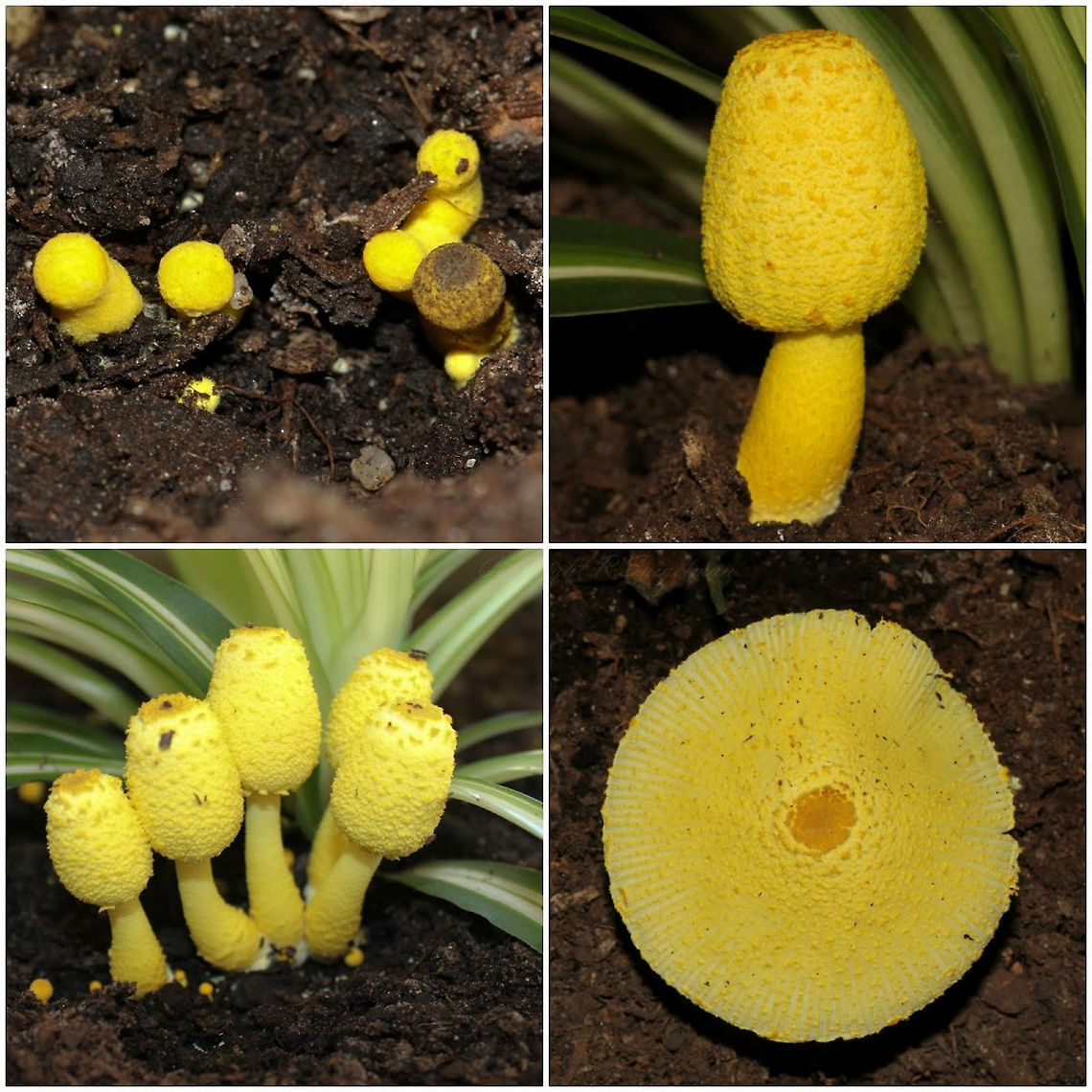 Leucocoprinus birnbaumii stages of growth A colourful addition to my Chlorophytum comosum - these little mushrooms were popping up from the soil and I decided to document their growth and development. <br />
<br />
Saprophytic in nature, living off well decayed plant matter. Stem 4cm in height, cap when fully opened 5cm. <br />
<br />
Inedible and poisonous if consumed. <br />
<br />
I understand the presence of this fungus does no harm to the houseplant.<br />
<br />
<br />
 Agaricaceae,Agaricales,Australia,Fall,Flowerpot Parasol,Fungi,Geotagged,Leucocoprinus birnbaumii,Macro,Plantpot Dapperling,autumn,mushroom,new south wales
