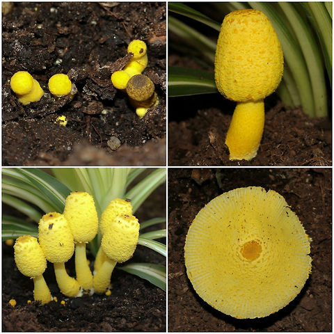 Leucocoprinus birnbaumii stages of growth A colourful addition to my Chlorophytum comosum - these little mushrooms were popping up from the soil and I decided to document their growth and development. 

Saprophytic in nature, living off well decayed plant matter. Stem 4cm in height, cap when fully opened 5cm. 

Inedible and poisonous if consumed. 

I understand the presence of this fungus does no harm to the houseplant.


 Agaricaceae,Agaricales,Australia,Fall,Flowerpot Parasol,Fungi,Geotagged,Leucocoprinus birnbaumii,Macro,Plantpot Dapperling,autumn,mushroom,new south wales