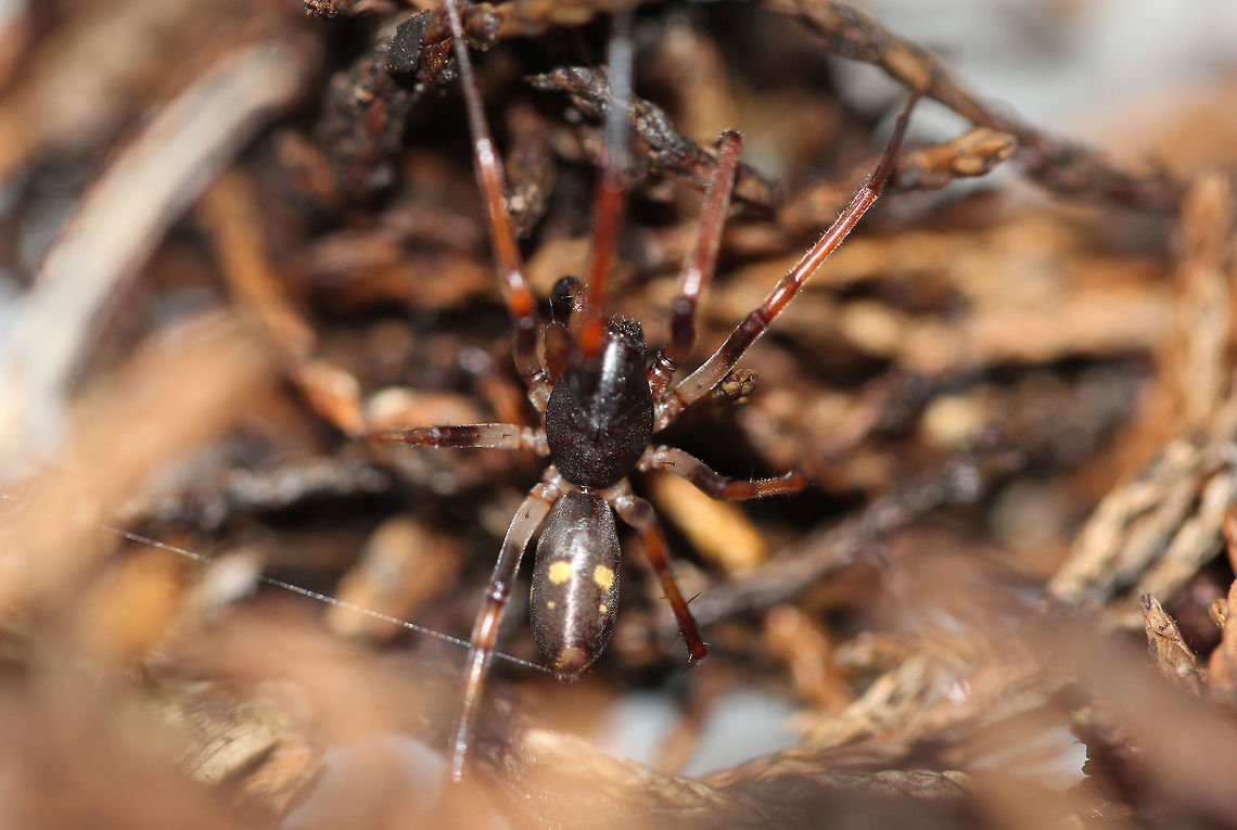 Leichhardteus sp. sac spider I hope this image has sufficient detail. <br />
<br />
Leichhardteus is a genus of Australian corinnid sac spiders first described by B. C. Baehr &amp; Robert Raven recently in 2013. There are currently 11 species identified within this genus here in Australia.  <br />
<br />
A wandering predator that builds silken retreats/sacs, usually between leaves, under bark and/or rocks.<br />
<br />
10 mm body length Araneae,Australia,Corinnid sac spider,Corinnidae,Geotagged,Leichhardteus,arachnid,arthropod,invertebrate,new south wales,winter