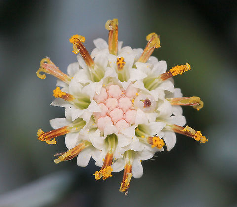 Senecio serpens flower Native to South Africa, Blue Chalksticks succulent does well here in Australia. It is a spreading succulent, 40 cm high with 10 cm long, fleshy, chalky and pencil-like leaves coloured green/blue/grey/silver. It forms a dense mat with leaves angled upward from the ground. The flowers as seen here are just 10 mm in diameter and usually appear through summer in to early autumn.  Asteraceae,Asterales,Australia,Blue Chalksticks,Geotagged,Macro,Senecio serpens,Succulent,autumn,botany,flower,plant,white flower