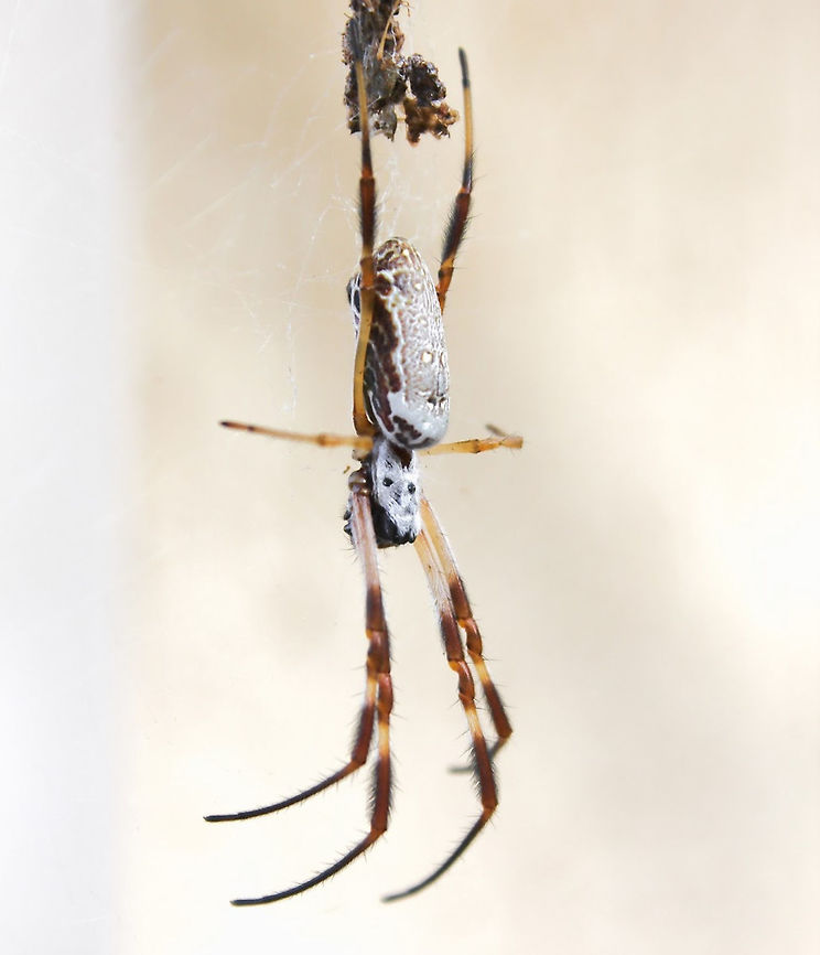 Nephila edulis female Spinning their astonishing and beautiful webs of silk that shimmer like gold, here is one of our Golden Orb Weaver spiders, Nephila edulis. Their webs are up to a metre in diameter. <br />
<br />
These spiders exhibit sexual dimorphism, this being a much larger female with body length of 30 mm.  Araneae,Australia,Australian golden orbweaver,Fall,Geotagged,Macro,Nephilidae,Spider,Trichonephila edulis,arachnid,arthropod,autumn,golden orb weaver,invertebrate,new south wales