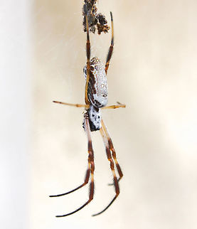 Nephila edulis female Spinning their astonishing and beautiful webs of silk that shimmer like gold, here is one of our Golden Orb Weaver spiders, Nephila edulis. Their webs are up to a metre in diameter. 

These spiders exhibit sexual dimorphism, this being a much larger female with body length of 30 mm.  Araneae,Australia,Australian golden orbweaver,Fall,Geotagged,Macro,Nephilidae,Spider,Trichonephila edulis,arachnid,arthropod,autumn,golden orb weaver,invertebrate,new south wales