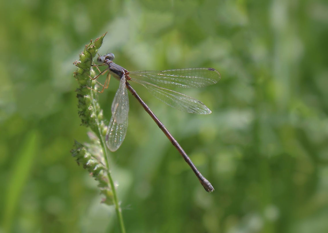 Spreadwing Damselfly Genus Lestes. <br />
<br />
Body length 45 mm Geotagged,Lestidae,Macro,Odonata,Pond spreadwing,Spreadwing Damselfly,Summer,United States,arthropod,damselfly,insect,invertebrate,pennsylvania