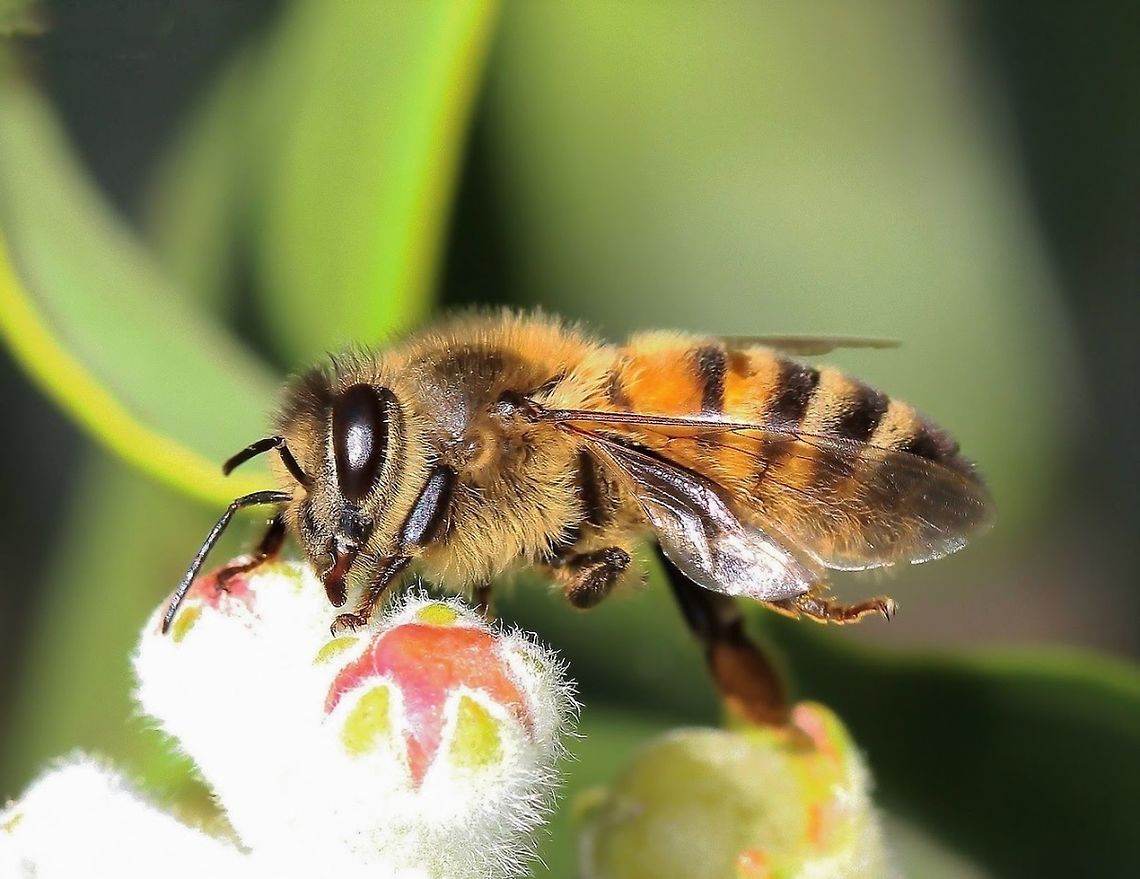Apis mellifera European Honey bee busy foraging on the Metrosideros thomasii buds. This non-native species has been present in Australia for about 190 years, introduced by first British settlers. <br />
<br />
15 mm length<br />
<br />
  Apidae,Apis,Apis mellifera,Australia,European Honey bee,Geotagged,Hymenoptera,Macro,Summer,Western honey bee,arthropod,bee,insect,invertebrate,new south wales