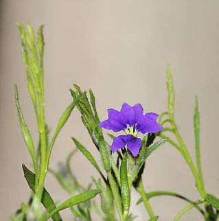 Angled-stem Dampiera