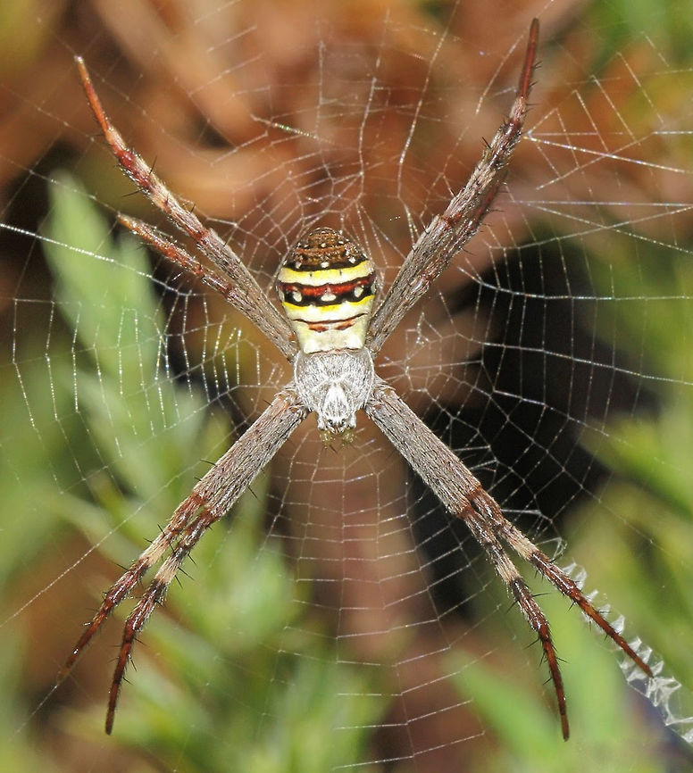 Argiope keyserlingi female A species of Orb-web spider found on the east coast here, from central New South Wales to southern Queensland.<br />
<br />
10 mm body length. <br />
<br />
<br />
<br />
<br />
 Araneae,Araneidae,Argiope keyserlingi,Australia,Geotagged,Macro,Spider,Spring,St Andrews Cross Spider,arachnid,arthropod,invertebrate,new south wales,orb weaver