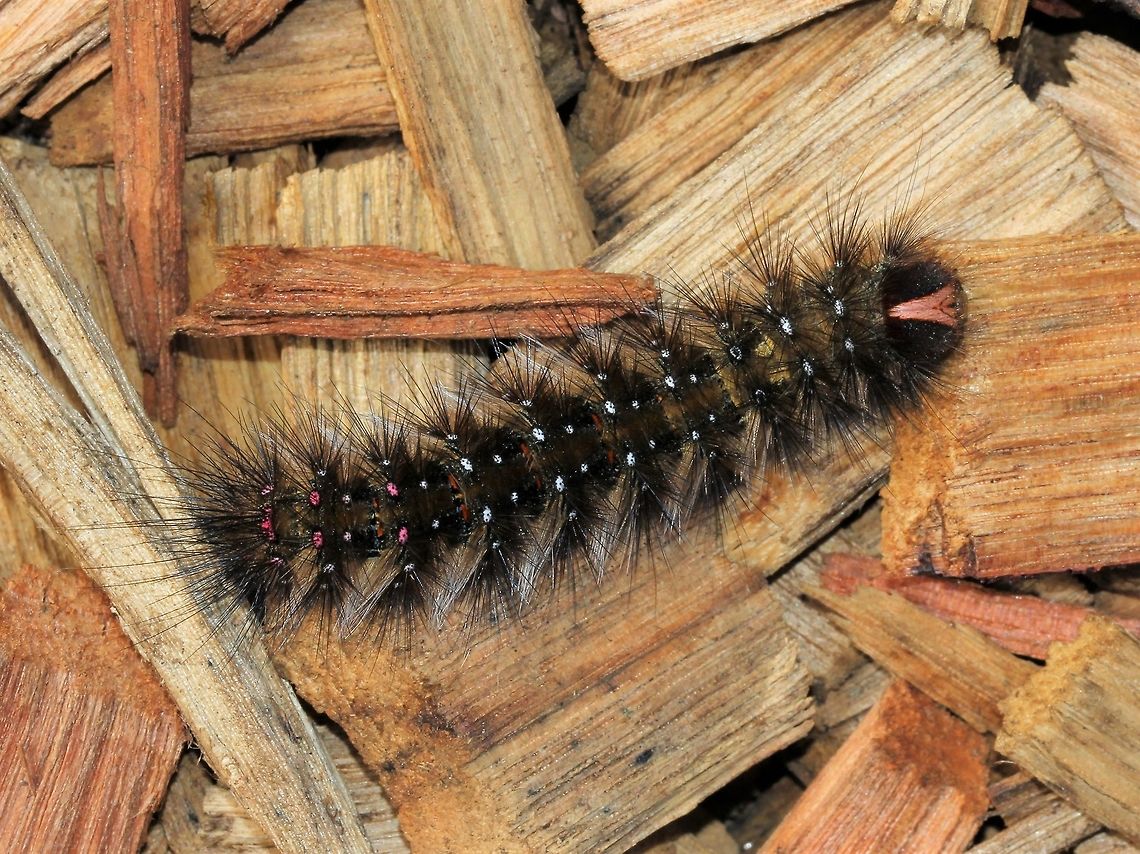 Australian Anthelid caterpillar The Anthelidae family of moths are only found in Australia and New Guinea.<br />
<br />
Commonly called Woolly Bears.<br />
<br />
50 mm length  Anthelid,Anthelidae,Anthelidae moth larva,Australia,Australian Anthelid larva,Australian Woolly Bear,Bombycoidea,Caterpillar,Geotagged,Macro,Winter,arthropod,insect,invertebrate,moth larva,new south wales