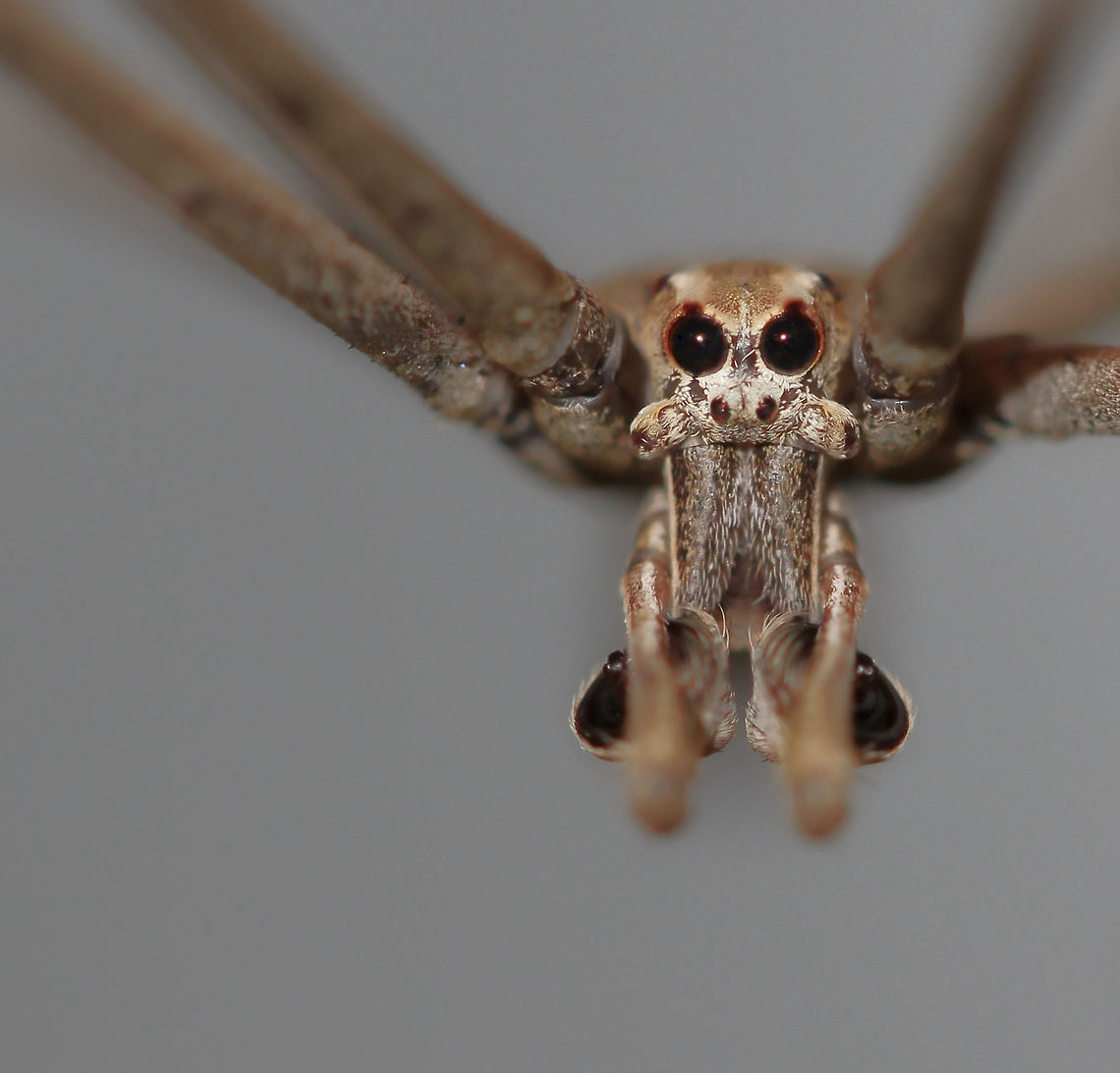 Asianopis subrufa male Commonly known as ogre spiders and also net casters due to their hunting technique. <br />
<br />
These spiders are easy to recognise with their large, forward-facing pair of posterior median eyes and the long, slender legs and body. Males of this species are often seen, as here -  on flat vertical surfaces, such as exterior walls and doors of buildings. I always find females within shrubbery. <br />
<br />
Body length 20 mm Araneae,Asianopis subrufa,Australia,Deinopidae,Deinopis,Geotagged,Macro,Rufous Net-casting Spider,Spider,Summer,arachnid,arthropod,fauna,invertebrate,new south wales