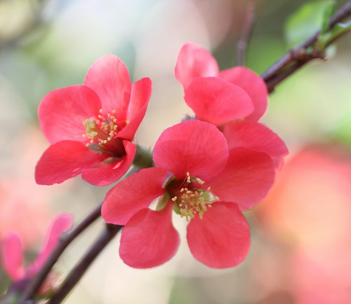 Flowering quince Native to China and Japan. Flowering quince is related to the edible quince and is part of family Rosaceae.<br />
<br />
They love the sun, but they will also tolerate semi-shade and are incredibly water-wise, once established. <br />
<br />
Truly a beautiful sight when flowering in spring time.<br />
<br />
1 metre in height Australia,Chaenomeles japonica,Flora,Flowering quince,Geotagged,Japanese quince,Rosaceae,Rosales,Spring,botany,chaenomeles,pink flowers,plant