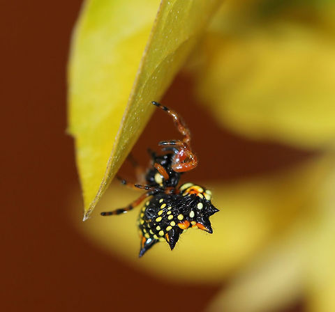 Jewel spider ventral abdominal view Also commonly known as Christmas spider due to that period being an active time for them....although these orb weavers can be seen across all the summer months. 

Body length 8 mm Araneae,Araneidae,Austracantha minax,Australia,Christmas spider,Geotagged,Jewel spider,Macro,Orb Weaver,Spider,Summer,arachnid,arthropod,fauna,invertebrate,new south wales