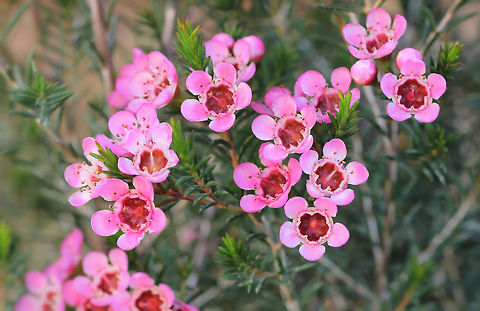 Geraldton Wax flower A native that is endemic to Western Australia. 
A rounded shrub with waxy flowers appearing winter through to early spring. Foliage is aromatic. 
Growth to 4 m Australia,Chamelaucium uncinatum,Flora,Geotagged,Geraldton Wax flower,Geraldton wax,Macro,Myrtaceae,Myrtales,Pink Flowers,Winter,botany,plant