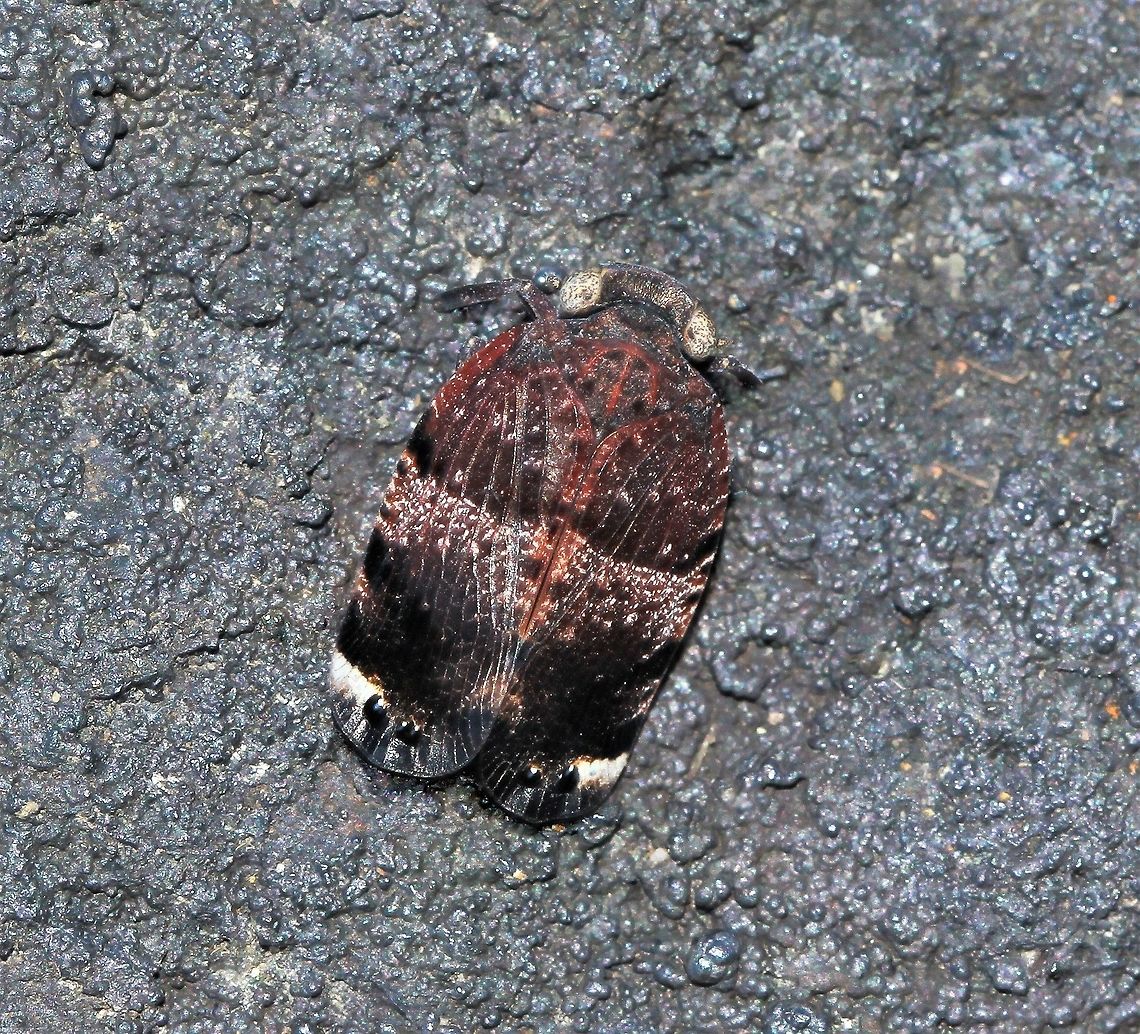 Platybrachys vidua gum hopper Of interest when watching this gumhopper, I noticed that when moving, it moved forward and backward, never sideways. Forewings are reddish-brown with two black spots near the wing tip. These may be defensive markings and give the impression of the head being at the tail end and also making the insect appear larger. <br />
<br />
15 mm length Australia,Eurybrachidae,Eye-patterned Gum Hopper,Eye-patterned gum hopper,Fulgoroidea,Geotagged,Platybrachys vidua,arthropod,fauna,hemiptera,insect,invertebrate,planthopper,spring
