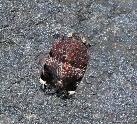 Platybrachys vidua gum hopper Of interest when watching this gumhopper, I noticed that when moving, it moved forward and backward, never sideways. Forewings are reddish-brown with two black spots near the wing tip. These may be defensive markings and give the impression of the head being at the tail end and also making the insect appear larger. 

15 mm length Australia,Eurybrachidae,Eye-patterned Gum Hopper,Eye-patterned gum hopper,Fulgoroidea,Geotagged,Platybrachys vidua,arthropod,fauna,hemiptera,insect,invertebrate,planthopper,spring