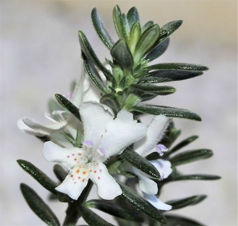 Coastal rosemary A native species, commonly called coastal rosemary and coastal westringia. It has dense, fine leaves and small white flowers loved by birds and other wildlife. Despite its dainty appearance here, it is very tough and grows along the east coast, often right on the cliffs next to the ocean.

Each flower 15 mm diameter. 
Growth around 1.5 x 1.5m 

https://www.jungledragon.com/image/114260/coastal_rosemary.html Australia,Coastal Rosemary,Coastal Westringia,Flora,Geotagged,Lamiaceae,Lamiales,Macro,Westringia fruticosa,Winter,botany,plant,white flowers