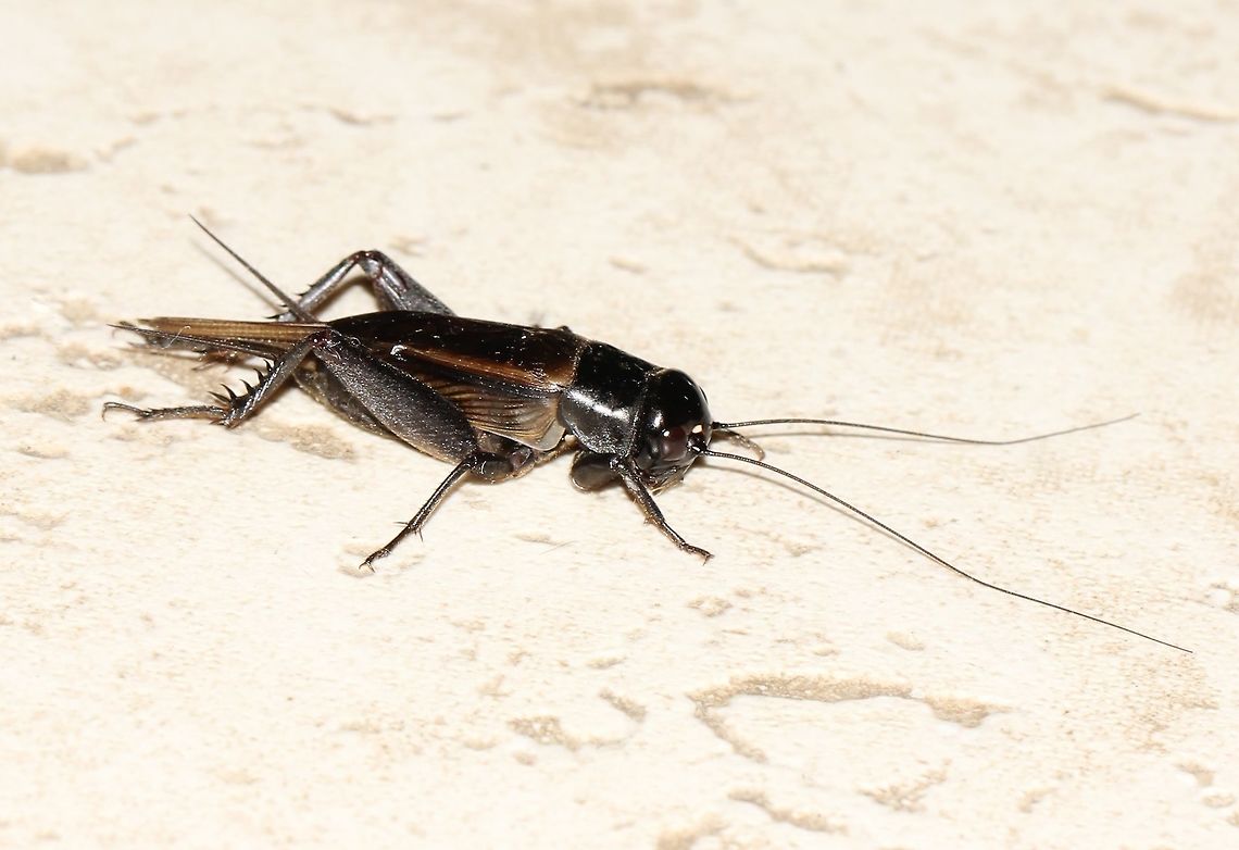 Teleogryllus sp. field cricket  Crickets within this genus can be found here in Australia, the Pacific Islands, Africa and Asia.<br />
<br />
30 mm length Australia,Geotagged,Gryllidae,Macro,New south wales,Orthoptera,Teleogryllus,arthropod,autumn,black field cricket,insect,invertebrate