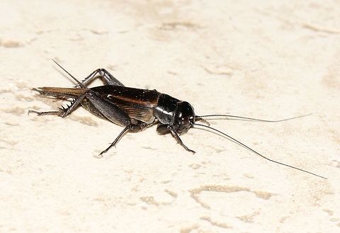 Teleogryllus sp. field cricket  Crickets within this genus can be found here in Australia, the Pacific Islands, Africa and Asia.

30 mm length Australia,Geotagged,Gryllidae,Macro,New south wales,Orthoptera,Teleogryllus,arthropod,autumn,black field cricket,insect,invertebrate
