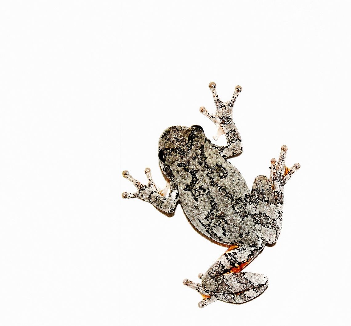 Hyla versicolor complex NB. Not captive, seen on the wall of an outbuilding. <br />
<br />
There are two nearly identical species of tree frogs in the north-east of the USA. Both are commonly known as gray treefrogs, but are given different scientific names: Hyla versicolor and Hyla chrysoscelis. (Curiously Hyla versicolor has twice as many chromosomes as Hyla chrysoscelis, although how this came to be is not known).<br />
<br />
For most purposes, it is sufficient to lump the two and refer to them as "gray treefrogs" or the Hyla versicolor complex. Both have the large toe pads which distinguish tree frogs. Both are slightly warty and shiny and are about (3 to 6 cm) in length. They can be bright green, gray or brown and can change colors before your very eyes. Under the hind legs is a flash of bright yellow or orange. They are very well camouflaged for their local environment; shrubs and bushes or trees growing around bodies of water.<br />
<br />
Herpetologists can identify the two species by the breeding calls, if they know the temperature of the air and water where the frog was calling.<br />
<br />
5 cm length Anura,Fall,Geotagged,Gray tree frog,Hyla versicolor complex,Hylidae,United States,Vertebrate,autumn,fauna,frog,pennsylvania