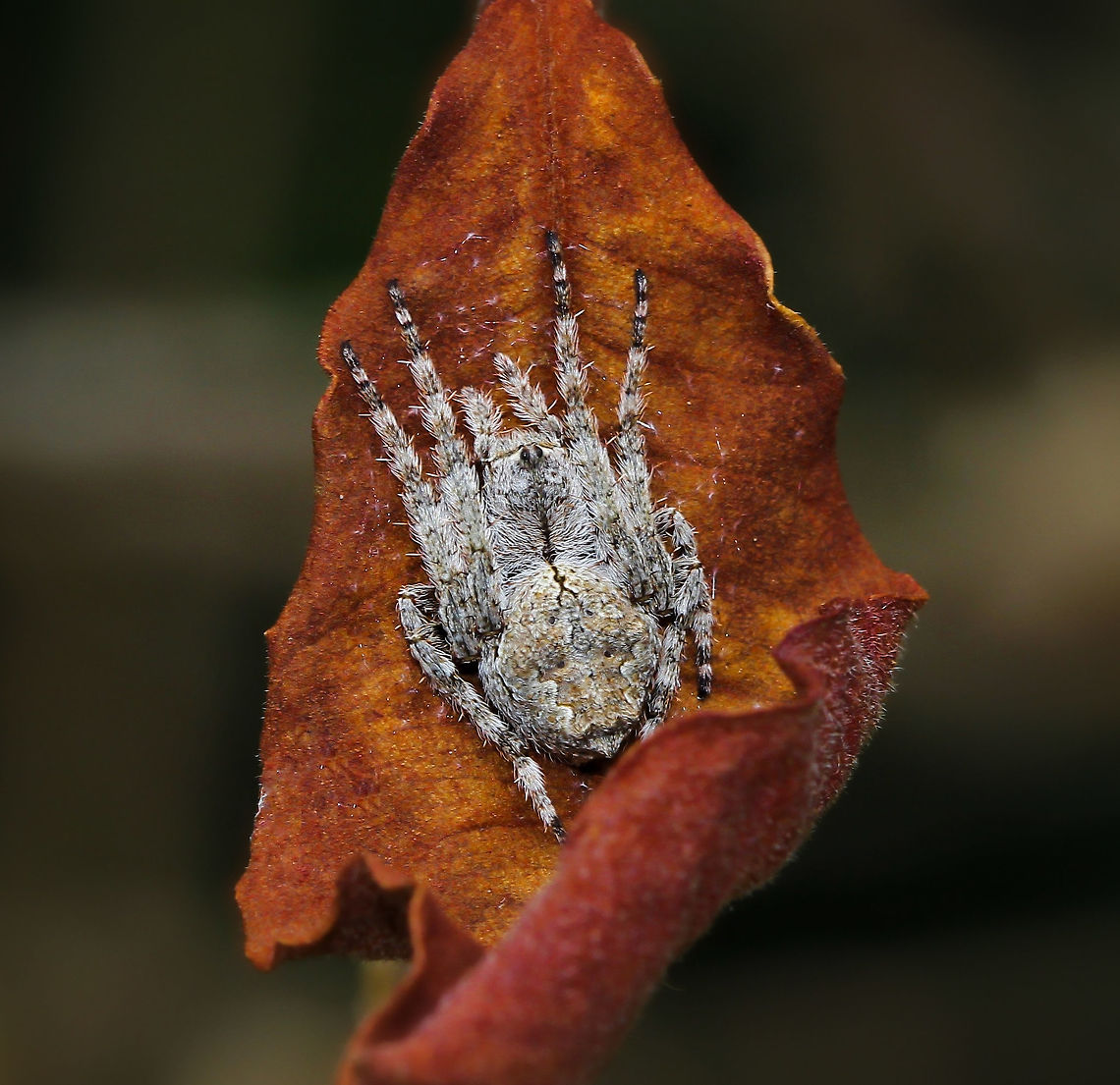 Autumnal orb weaver Seen in March this year, our autumn here in the Southern Hemisphere...a female Eriophora pustulosa at rest.<br />
<br />
Body length 15 mm Araneae,Araneidae,Australia,Eriophora pustulosa,Fall,Geotagged,Macro,Spider,arachnid,arthropod,autumn,fauna,invertebrate,new south wales,orb weaver