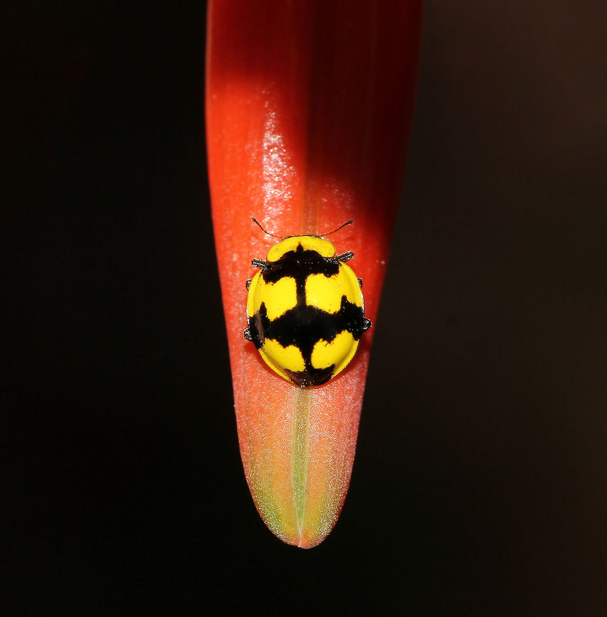 Batman returns Illeis galbula is a native, fungus-eating ladybird with stunning colours and markings. <br />
<br />
To me, reminiscent of the Batman logo! <br />
<br />
4 mm body length Australia,Coccinellidae,Coleoptera,Fungus-eating Ladybird,Geotagged,Illeis galbula,Ladybug,Macro,arthropod,beetle,fauna,insect,invertebrate,markings,new south wales,spring. ladybird