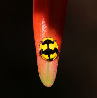 Batman returns Illeis galbula is a native, fungus-eating ladybird with stunning colours and markings. 

To me, reminiscent of the Batman logo! 

4 mm body length Australia,Coccinellidae,Coleoptera,Fungus-eating Ladybird,Geotagged,Illeis galbula,Ladybug,Macro,arthropod,beetle,fauna,insect,invertebrate,markings,new south wales,spring. ladybird