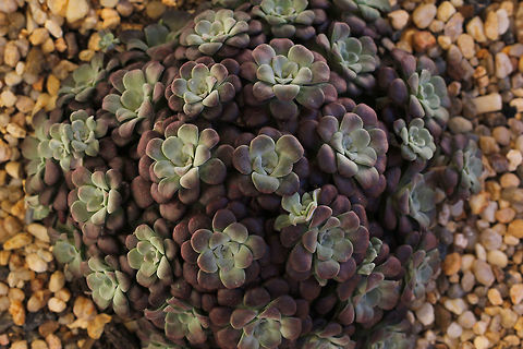 Sedum spathulifolium A native of western North America from British Columbia to southern California. A fast growing, mat forming coloured succulent with soft florets. This is Sedum spathulifolium purpureum variety. Australia,Botany,Crassulaceae,Geotagged,Plantae,Saxifragales,Sedum spathulifolium,Stonecrop,Winter,succulent