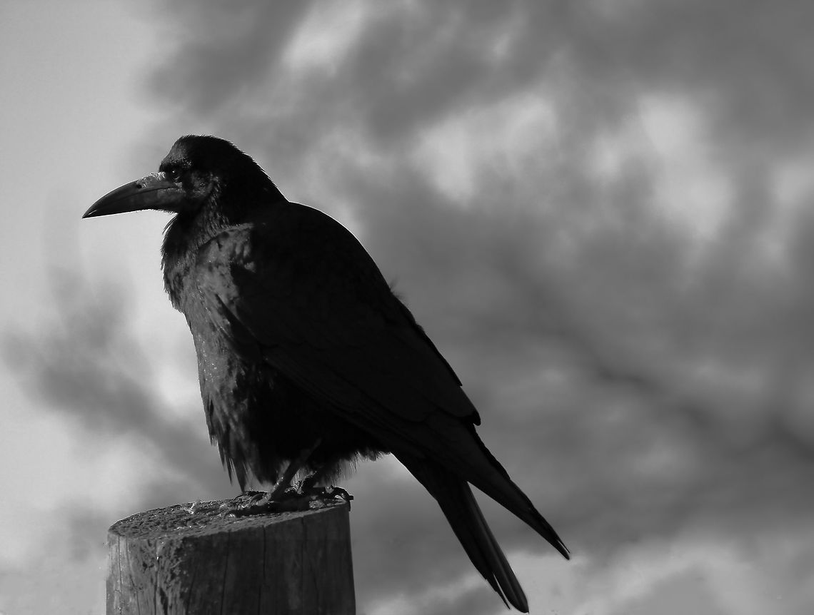 Rook During a visit back home to England, I took a trip down memory lane and spent time on Salisbury Plain and at Stonehenge, a short drive from where I grew up. It was a bitterly cold and windy winter&#039;s morning. I saw this characterful rook all alone, sitting on a fence post, perhaps trying to warm itself in the weak sunshine that would occasionally break through the cloud.<br />
<br />
I was captivated by this large corvid - seemingly stoic given its surrounds and the weather. A great obsidian megalith paying homage to the ancient standing stones, not so far away.  Corvus frugilegus,Geotagged,Passeriformes,Rook,United Kingdom,Vertebrate,Winter,bird,corvidae,fauna