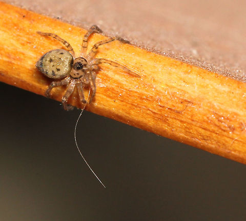 Microscopic Oecobius navus Oecobius navus is so small that it is often mistaken for a speck of dust!

This one is walking along the very thin edge of a slat of one of my cedar venetion blinds. These spiders build flat webs with lateral openings under rocks, on ceilings and around the corners of walls.

Female 3 mm length



 Araneae,Australia,Cribellate,Geotagged,Macro,Oecobiidae,Oecobius navus,Spider,Winter,arachnid,arthropod,fauna,invertebrate