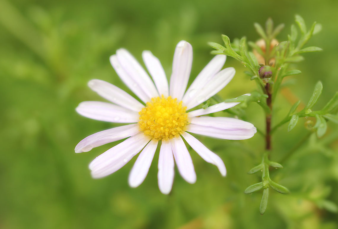Hawkesbury daisy Endemic to this country. A perennial with matting growth habit. The main flowering season is early autumn to mid winter. Flower colour ranges from white through to a light purple and are 20 mm diameter. <br />
 Asteraceae,Asterales,Australia,Brachyscome multifida,Cut-leaved daisy,Flora,Geotagged,Hawkesbury daisy,Rocky daisy,botany,plant,winter