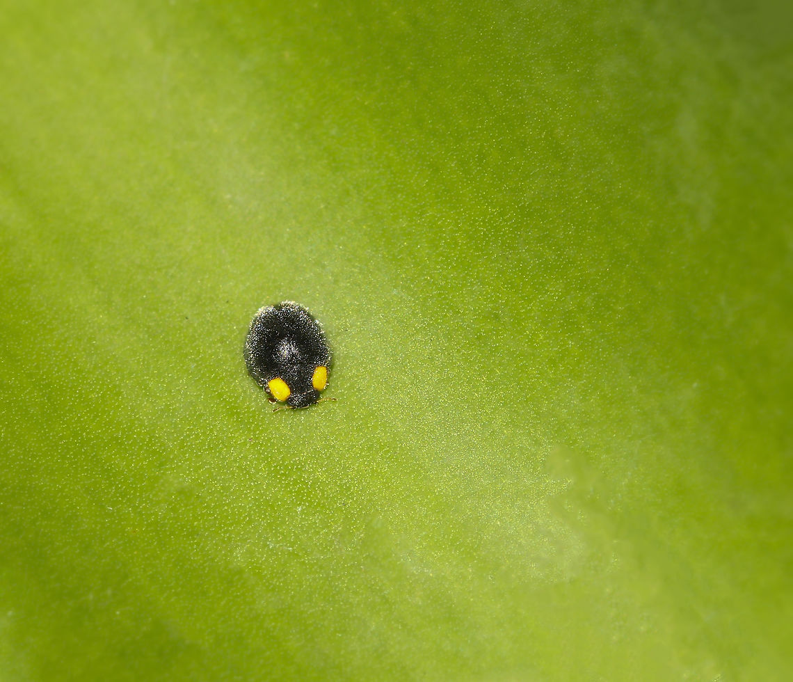 Yellow-shouldered ladybird A very small, native ladybird with a yellow patch on each side of the thorax. The wings are covered with fine hairs. <br />
<br />
4 mm length Apolinus lividigaster,Australia,Coccinellidae,Coleoptera,Geotagged,Macro,Yellow-shouldered ladybird,arthropod,insect,invertebrate,new south wales,spring