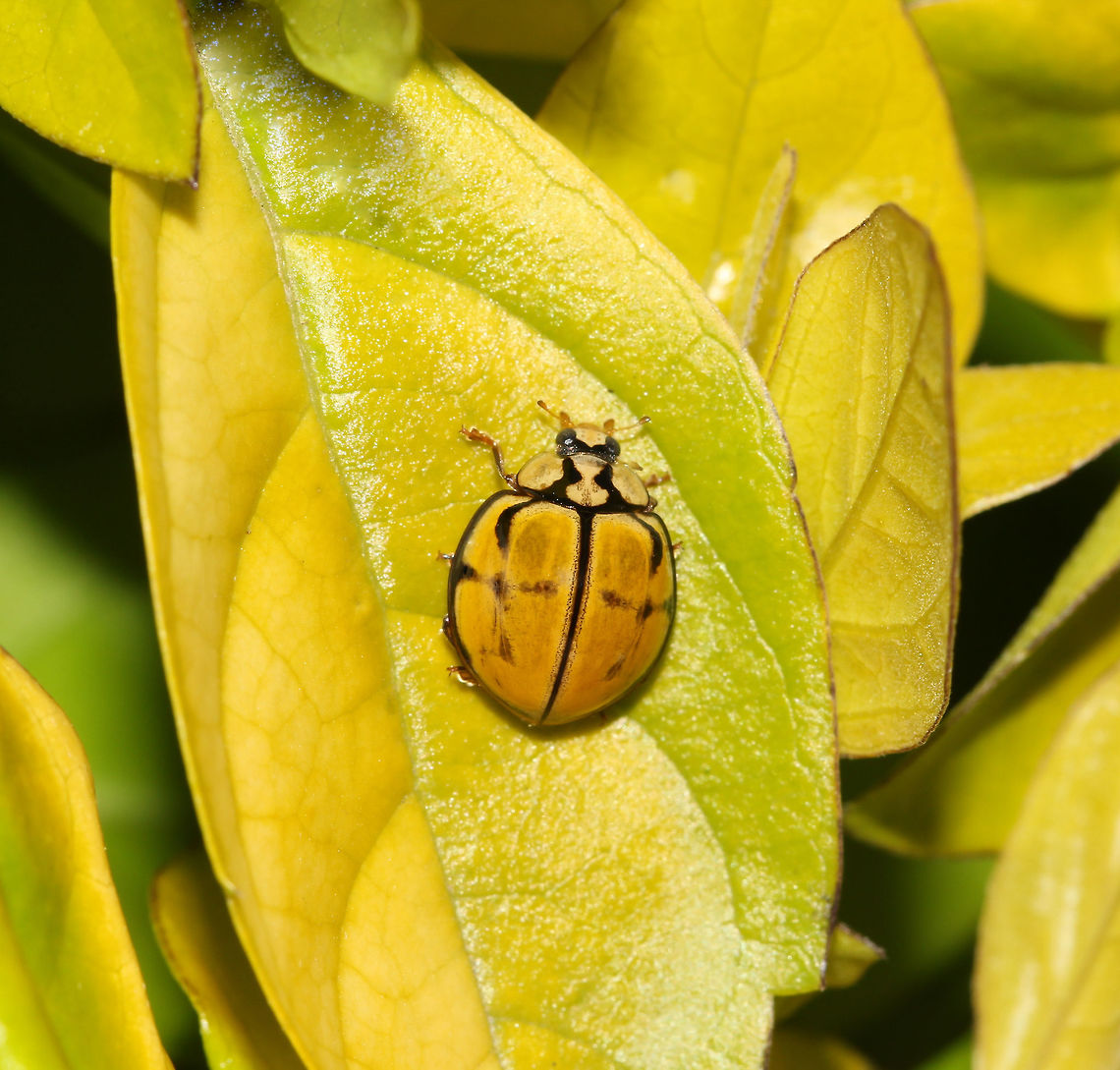 Netted ladybird Another of our native ladybird beetles. <br />
<br />
When ladybirds of this species emerge from the pupa, the wing covers are pale yellow in colour. They become bright lemon-yellow with definite and sharp black lines one day later. This one is in the process of achieving that. <br />
<br />
6 mm length<br />
 Australia,Coccinellidae,Coleoptera,Geotagged,Harmonia testudinaria,Macro,Netted ladybird,Tortoise-shelled ladybird,arthropod,fauna,invertebrate,new south wales,spring