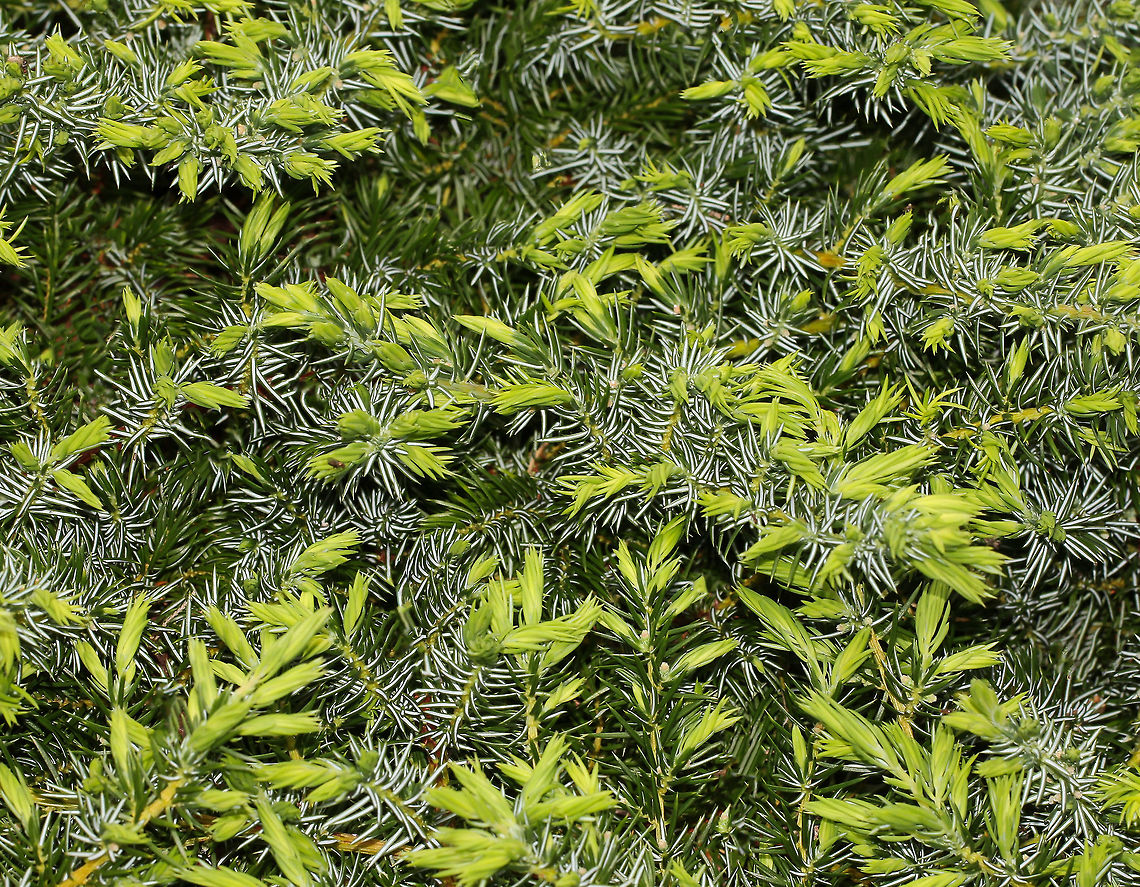 Juniperus conferta with new spring growth Native to Japan.<br />
<br />
Shore Juniper is a dense, evergreen, low-spreading shrub. The aromatic, fine needled foliage grows thickly to cover soil and rocks and drapes itself elegantly over low walls. Australia,Cupressaceae,Flora,Geotagged,Juniperus conferta,Pinales,Shore Juniper,botany,plant,spring
