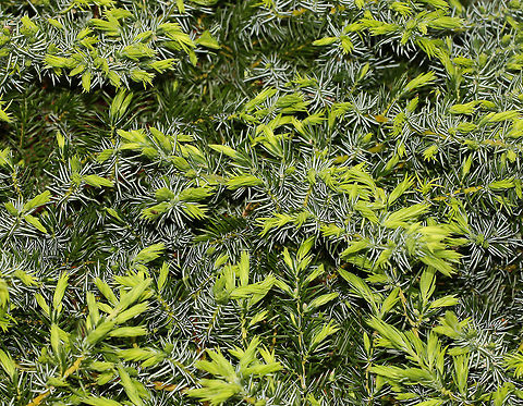 Juniperus conferta with new spring growth Native to Japan.

Shore Juniper is a dense, evergreen, low-spreading shrub. The aromatic, fine needled foliage grows thickly to cover soil and rocks and drapes itself elegantly over low walls. Australia,Cupressaceae,Flora,Geotagged,Juniperus conferta,Pinales,Shore Juniper,botany,plant,spring